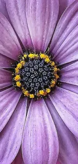 Close-up of a purple flower with detailed petals and yellow accents.