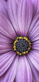 Close-up of a purple flower with detailed petals.