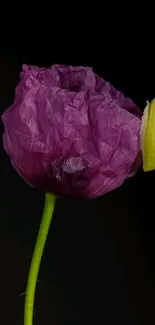 Elegant purple flower on a dark background wallpaper.