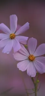 Purple flowers with delicate petals on a blurred background.