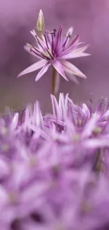 Close-up of a purple flower in bloom.