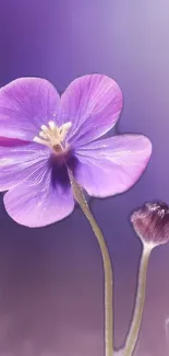 Purple flower with delicate petals on a soft-focus background.