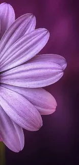 Vibrant purple flower with detailed petals on a dark background.