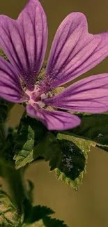 Close-up of a vibrant purple flower with green leaves.