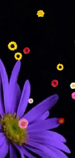 Vibrant purple flower on dark background wallpaper.