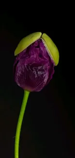 Purple flower with green top on black background.