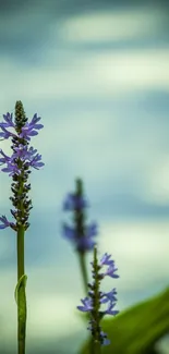 Purple flower with soft blue blurred background on a mobile wallpaper.