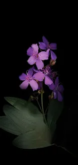 Purple flower wallpaper with dark background for mobile.