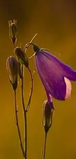 Purple flower with golden background, mobile wallpaper.