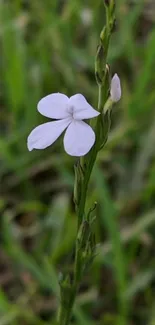 Delicate purple flower amidst green grass.