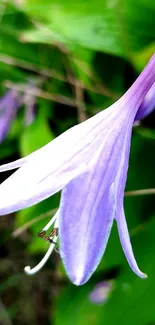 Purple flower amidst vibrant green leaves