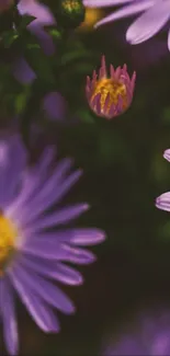 Purple flower with vibrant yellow center and dark blurred background.