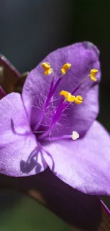 Close-up of a purple flower with yellow stamens on a mobile wallpaper.