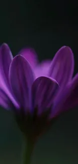 Close-up of a purple flower with detailed petals in a dark, serene setting.