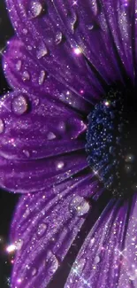 Close-up of sparkling purple flower with water droplets on petals.