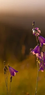 Purple flowers and sunset create a serene mobile wallpaper backdrop.