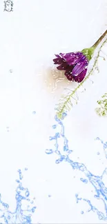 Purple flower with water splash on white background.