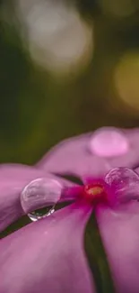 Close-up of a purple flower with dew drops on petals.