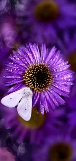 Purple flower with dewdrops and a white butterfly.