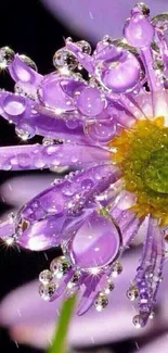 Close-up of a purple flower with sparkling water droplets.