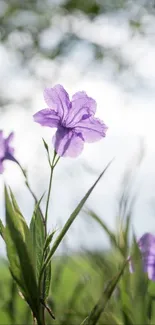 Purple flowers with green leaves in a soft-focus background.