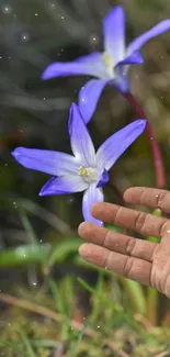 Hand reaching towards purple flowers with a blurred natural background.