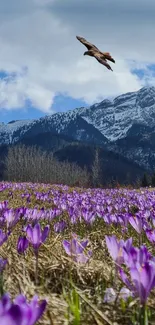 Eagle soaring over purple flowers with snowy mountain backdrop.