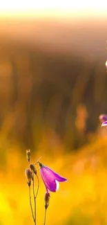 Purple flowers illuminated by a golden sunset.