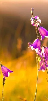 Purple flowers with a golden sunset background.