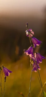 Purple wildflowers in sunset glow create a serene nature wallpaper for mobile devices.
