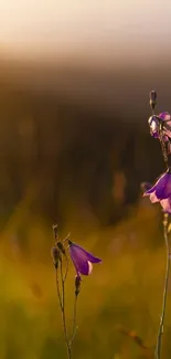 Purple flowers illuminated by sunset glow in a serene field scene.