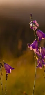 Purple flowers against a golden sunset background.