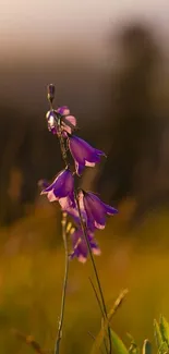 Purple flowers against a golden sunset backdrop.