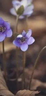 Purple flowers in autumn leaves on mobile wallpaper.