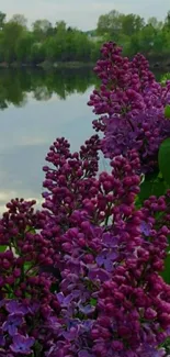 Purple lilac flowers by a calming lake.