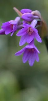 Close-up of vibrant purple flowers on a blurred background.