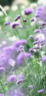 Close-up of lush purple flowers in bloom with green background.