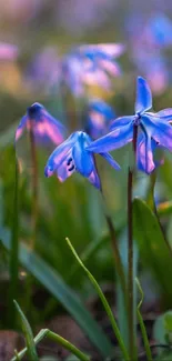 Close-up of purple flowers in full bloom with a green background.