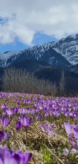 Purple flowers with snow-capped mountains in the background.