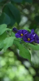 Purple flowers with green leaves in natural setting.