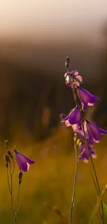 Purple flowers silhouetted against a serene sunset.