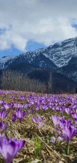 Purple flowers with snow-capped mountains under a blue sky.