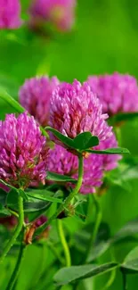 Vibrant purple clover flowers with lush green background.