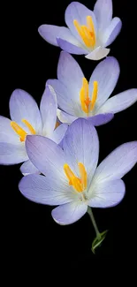 Elegant purple flowers wallpaper on black background.