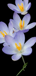 Purple flowers with orange stamens on a black background.