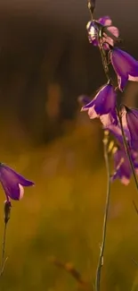 Vibrant purple flowers glowing in sunset light.