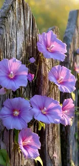 Purple morning glories on a rustic fence.
