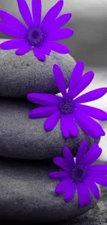 Purple flowers on stacked zen stones mobile wallpaper.