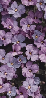 Close-up of vibrant purple flowers in bloom.