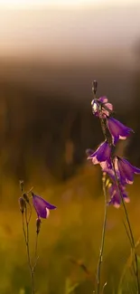 Purple flowers in a golden sunset on a mobile wallpaper.